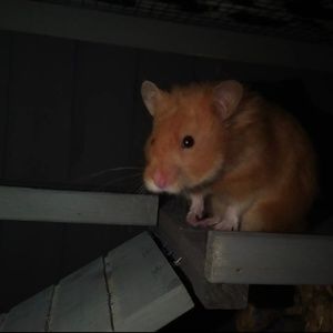 Meet your Posher, Allison